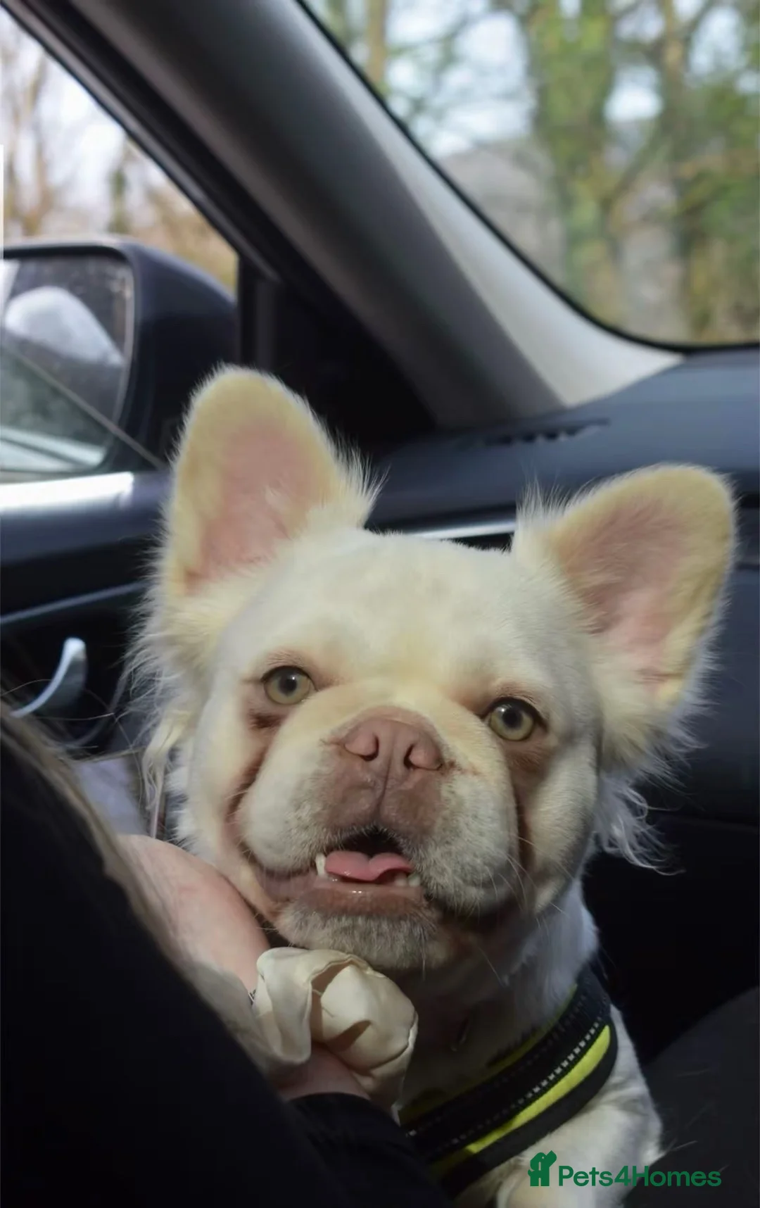 French Bulldog dogs for sale: Fluffy French bulldog female puppies  - Advert 9