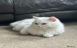British Longhair cats for sale: British long hair cuddle friend beautiful soul - Image 4