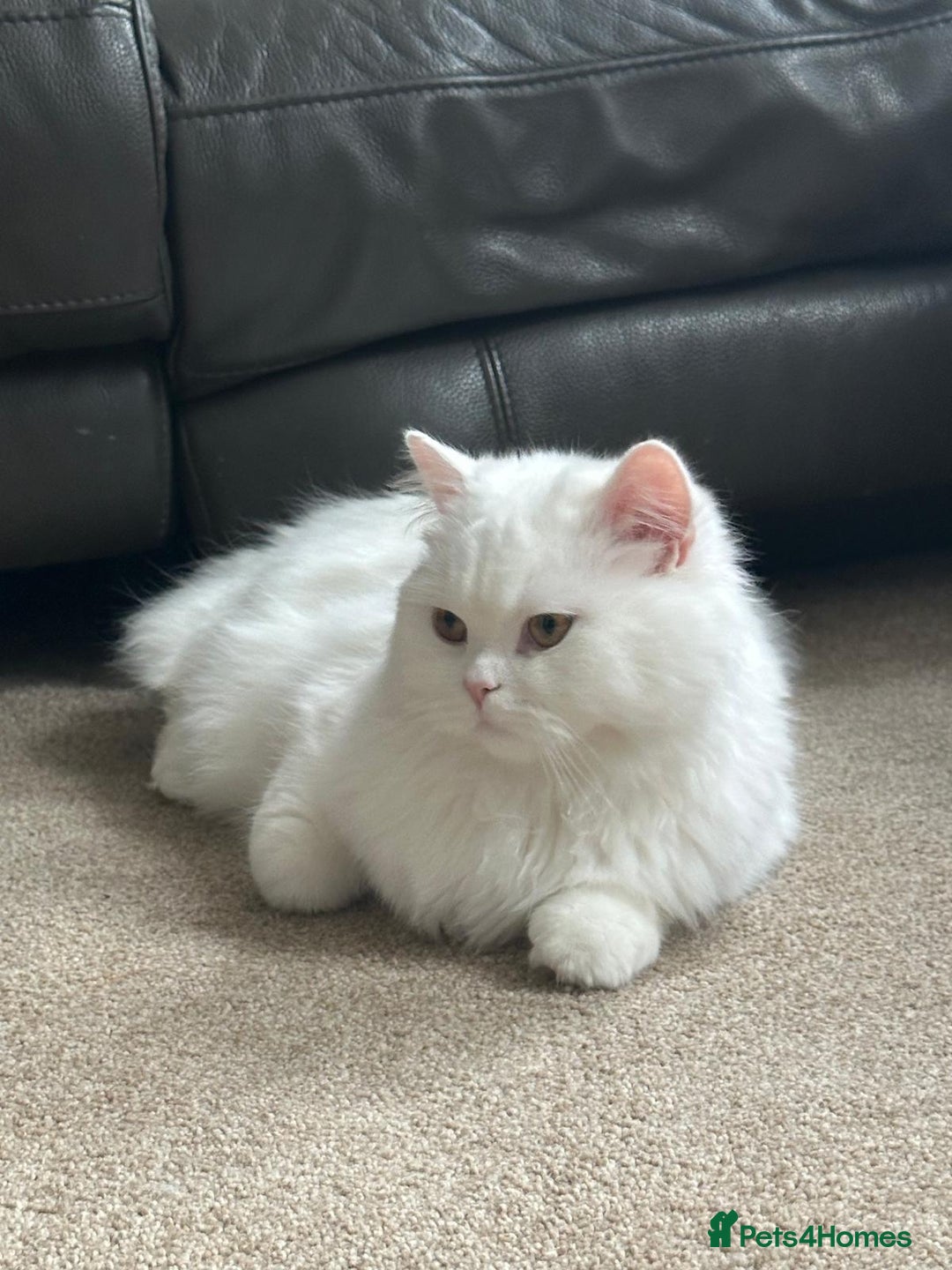 British Longhair cats for sale: British long hair cuddle friend beautiful soul - Image 4