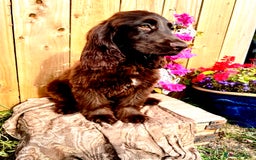 Sprocker dogs for sale: Chocolate Sprocker Spaniels last Girl   in Goole - Image 16