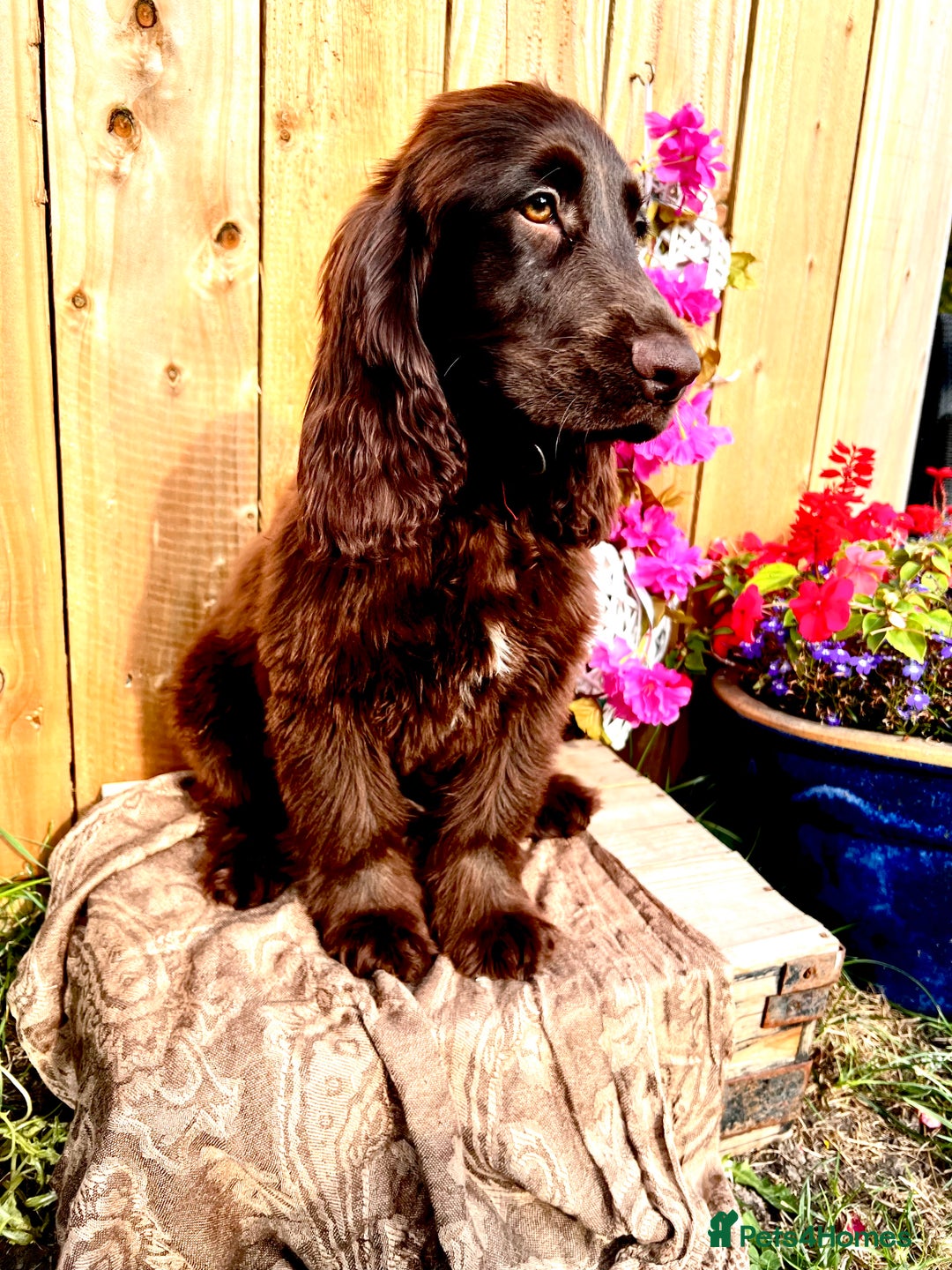 Sprocker dogs for sale: Chocolate Sprocker Spaniels last Girl   in Goole - Image 16