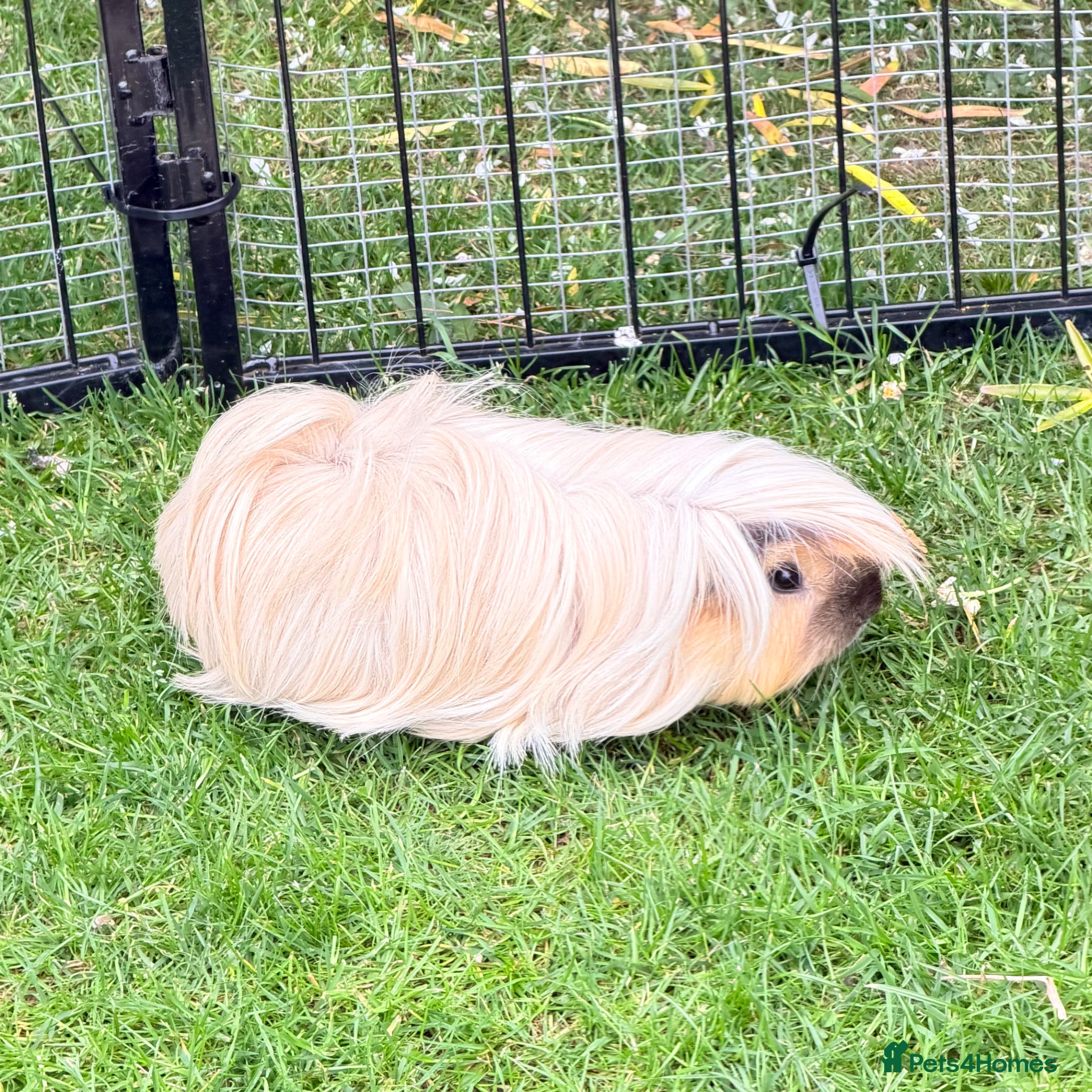 Guinea Pig rodents Swiss & Peruvians baby’s available  - Advert 2