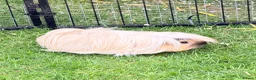 Guinea Pig rodents for sale: Swiss & Peruvians baby’s available  - Advert 10