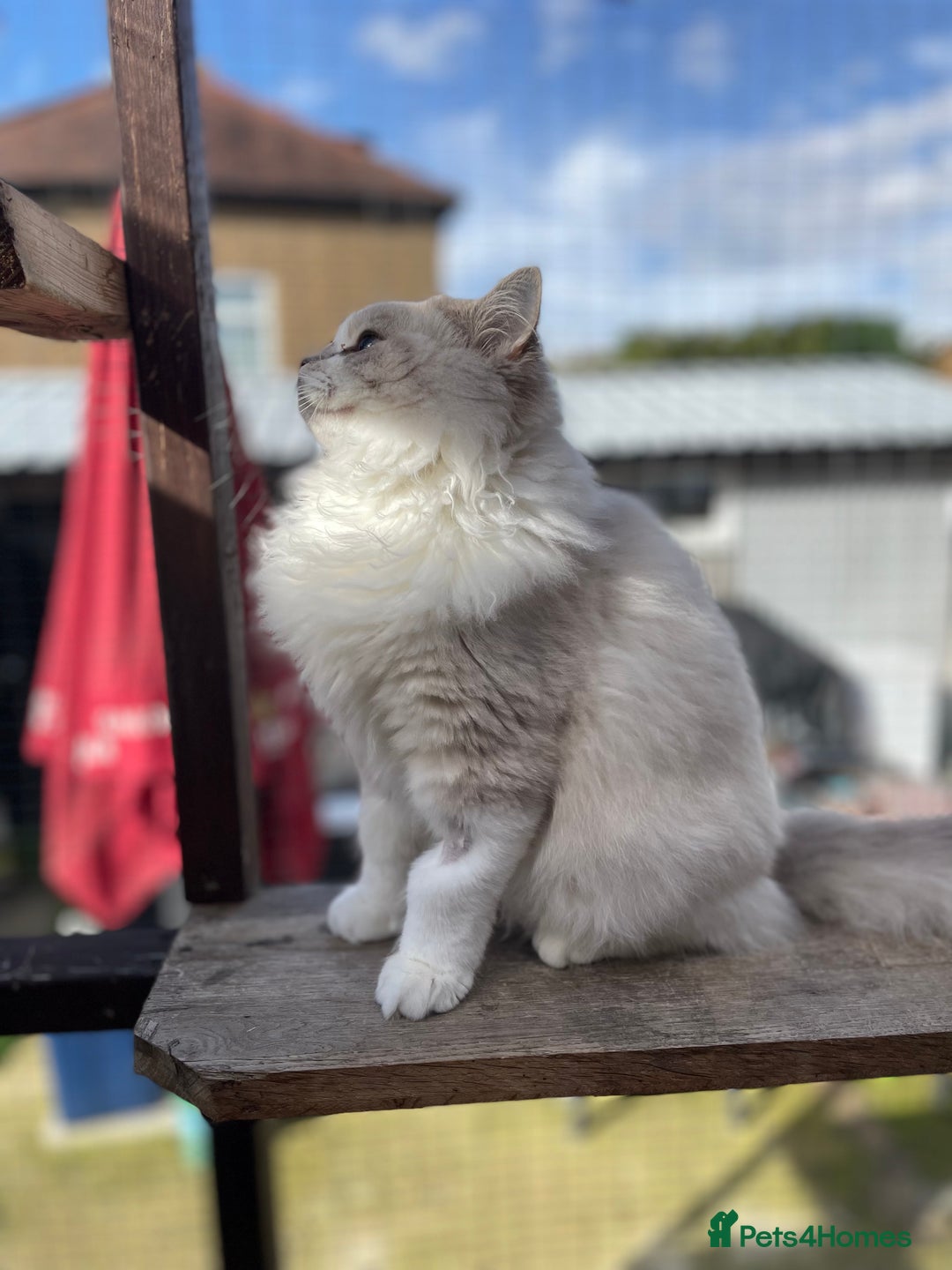 Ragdoll cats for sale: TICA registered blue mink ragdoll kitten - Image 13