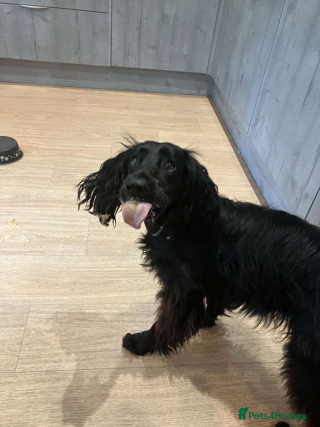 Cocker Spaniel dogs for sale: Cocker spaniel  - Image 2
