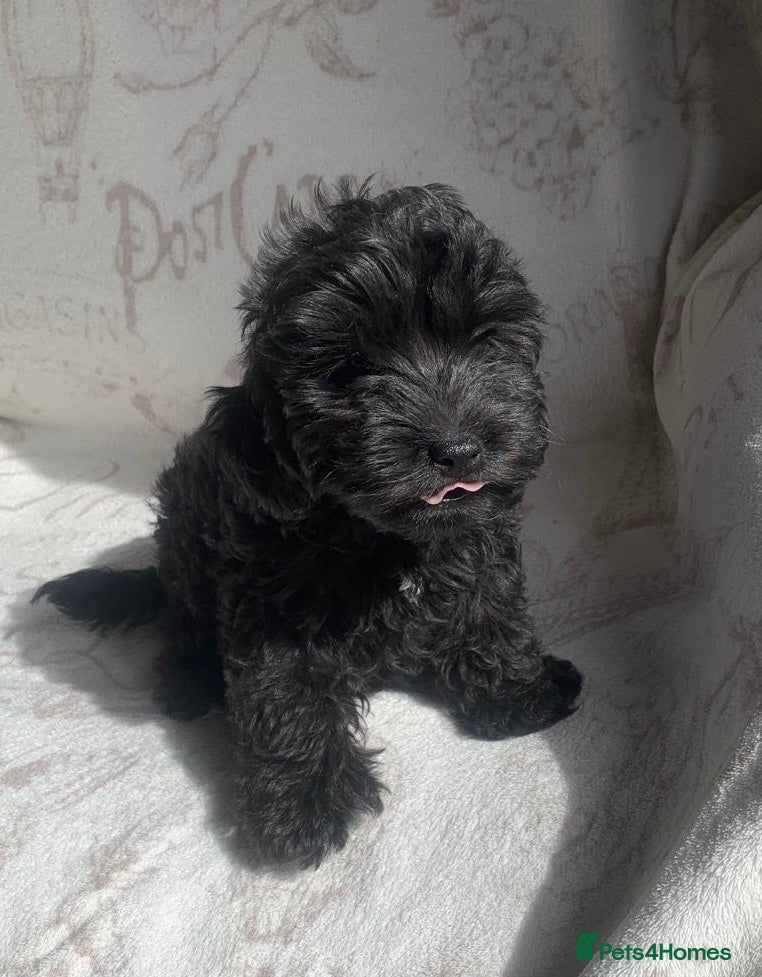 Cockapoo dogs last of the litter! adorable black male cockapoo  - Advert 1