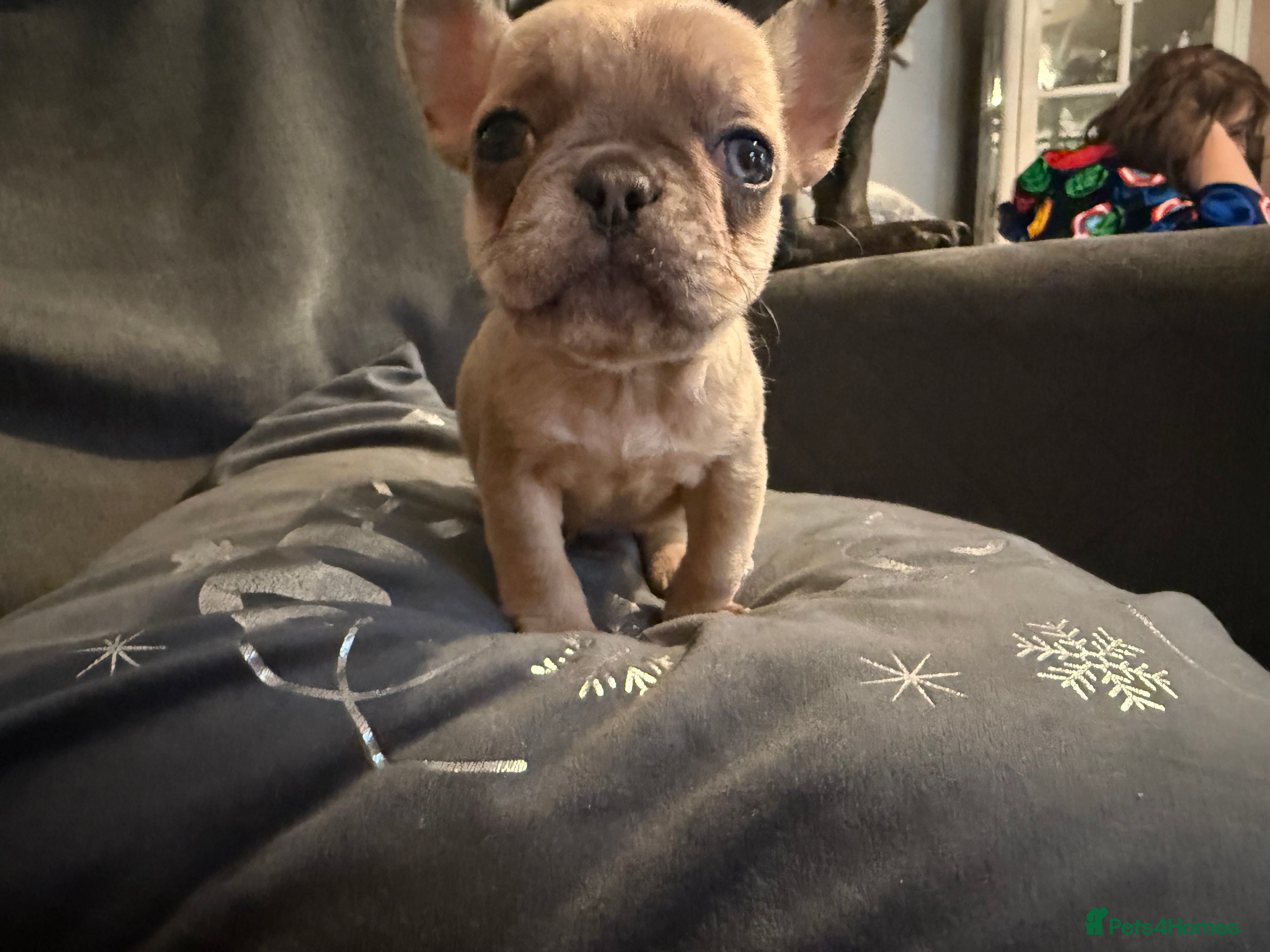 French Bulldog dogs French bulldog puppy  - Advert 1