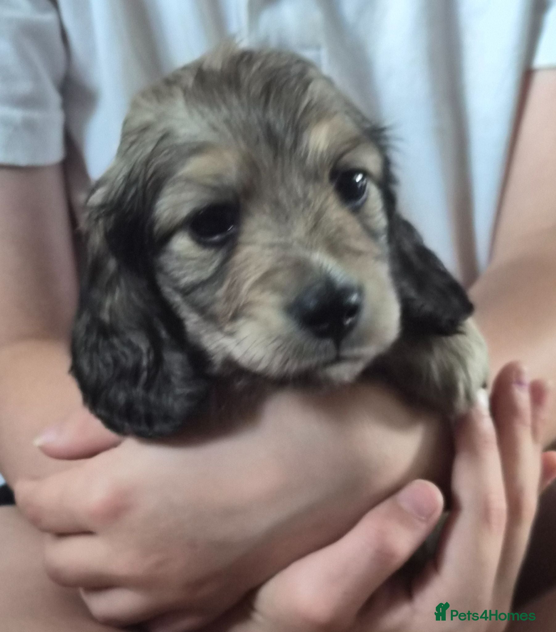 Miniature Dachshund dogs Kc reg miniature daschund puppies  - Advert 17