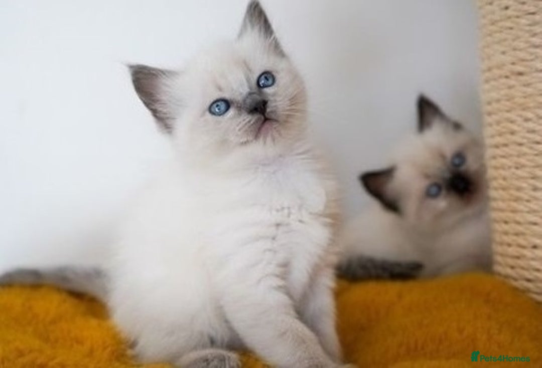 Ragdoll cats for sale: Top quality Ragdoll kittens for sales - Image 3