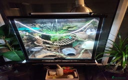 Gecko reptiles for sale: Harlequin crested gecko - Image 2