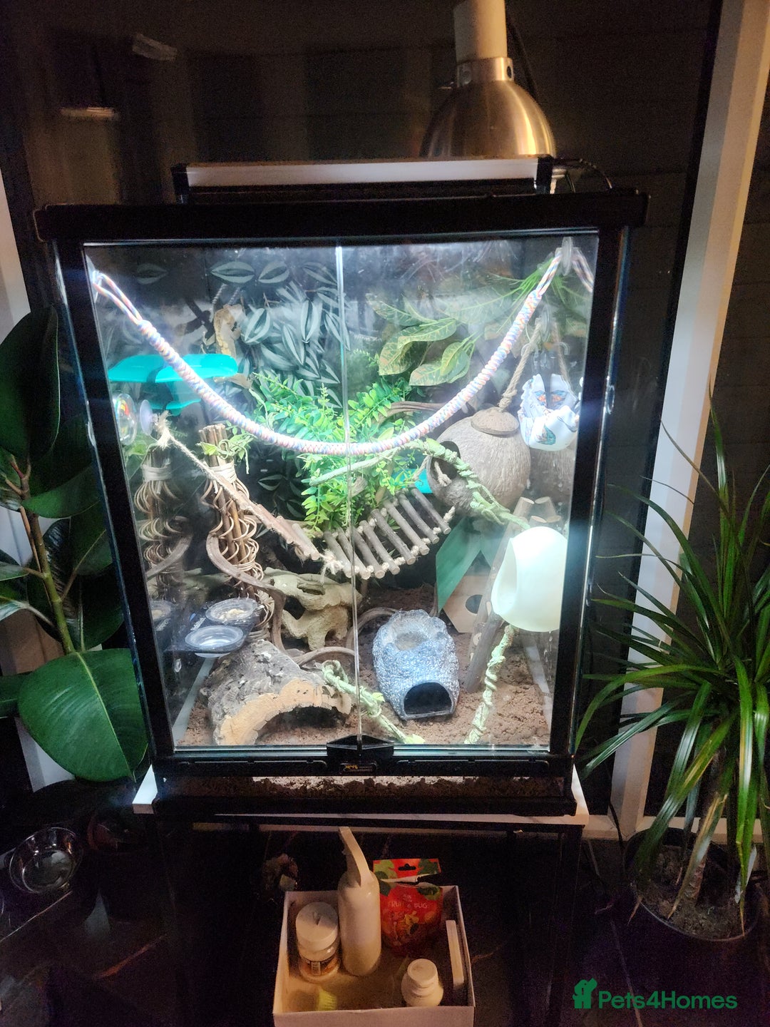 Gecko reptiles for sale: Harlequin crested gecko - Image 2