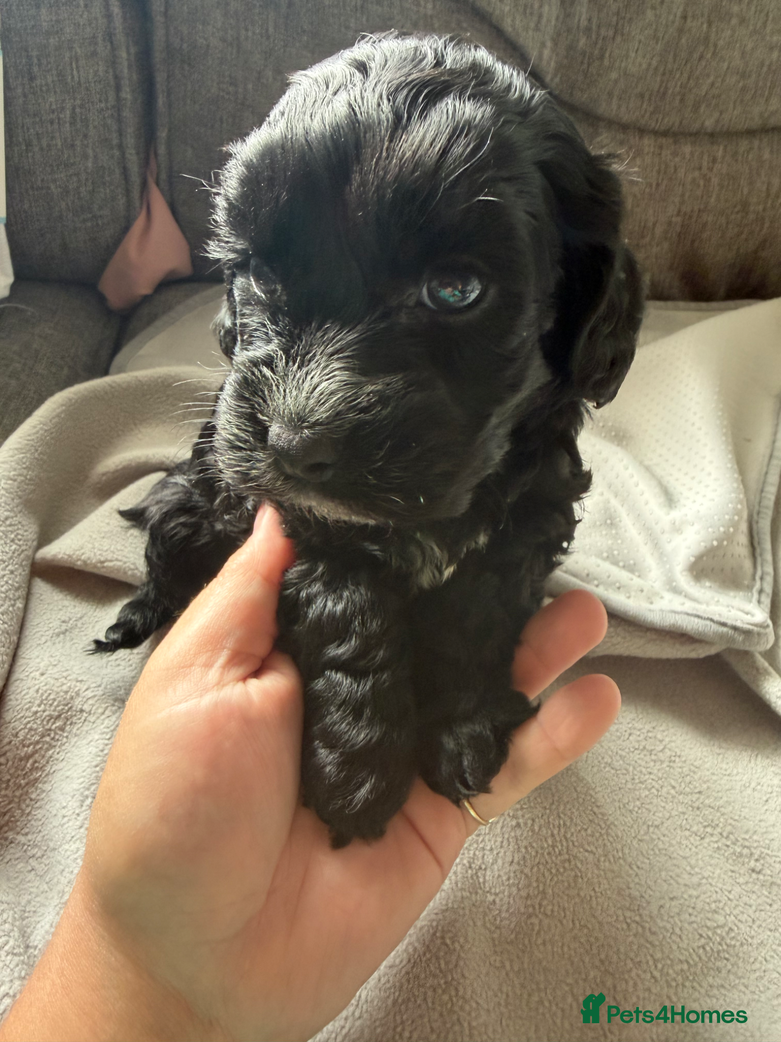 Cockapoo dogs for sale: Beautiful cockapoos - Advert 16