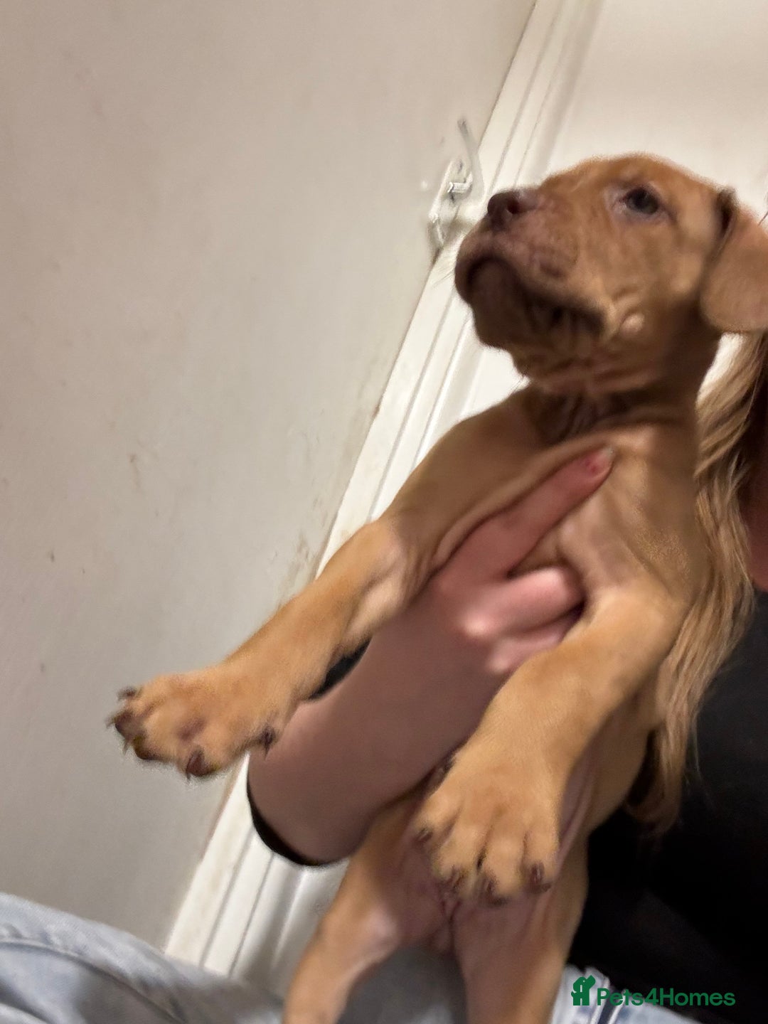 Mixed Breed dogs for sale: mastiffxrottweiler available now last 3 girls left - Advert 30