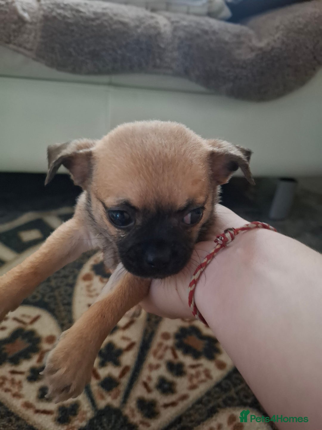 Pug dogs for sale: Pug puppies  in Dungannon - Image 11