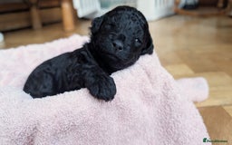 Cockapoo dogs for sale: Adorable Puppies Looking for Their Forever Homes! - Image 21