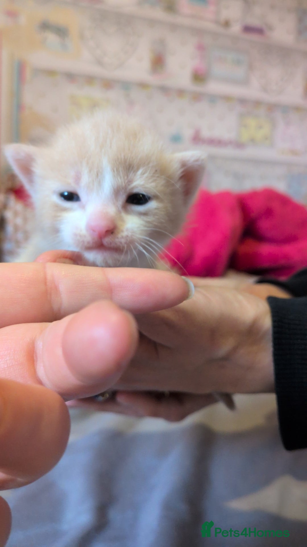 Mixed Breed cats for sale: Mixed breed - Advert 5