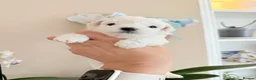 Bichon Frise dogs for sale: 🐶 Gorgeous Pedigree Bichon Frise - Advert 10