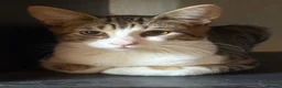 Mixed Breed cats for sale: Beautiful kittens ready now - Advert 8