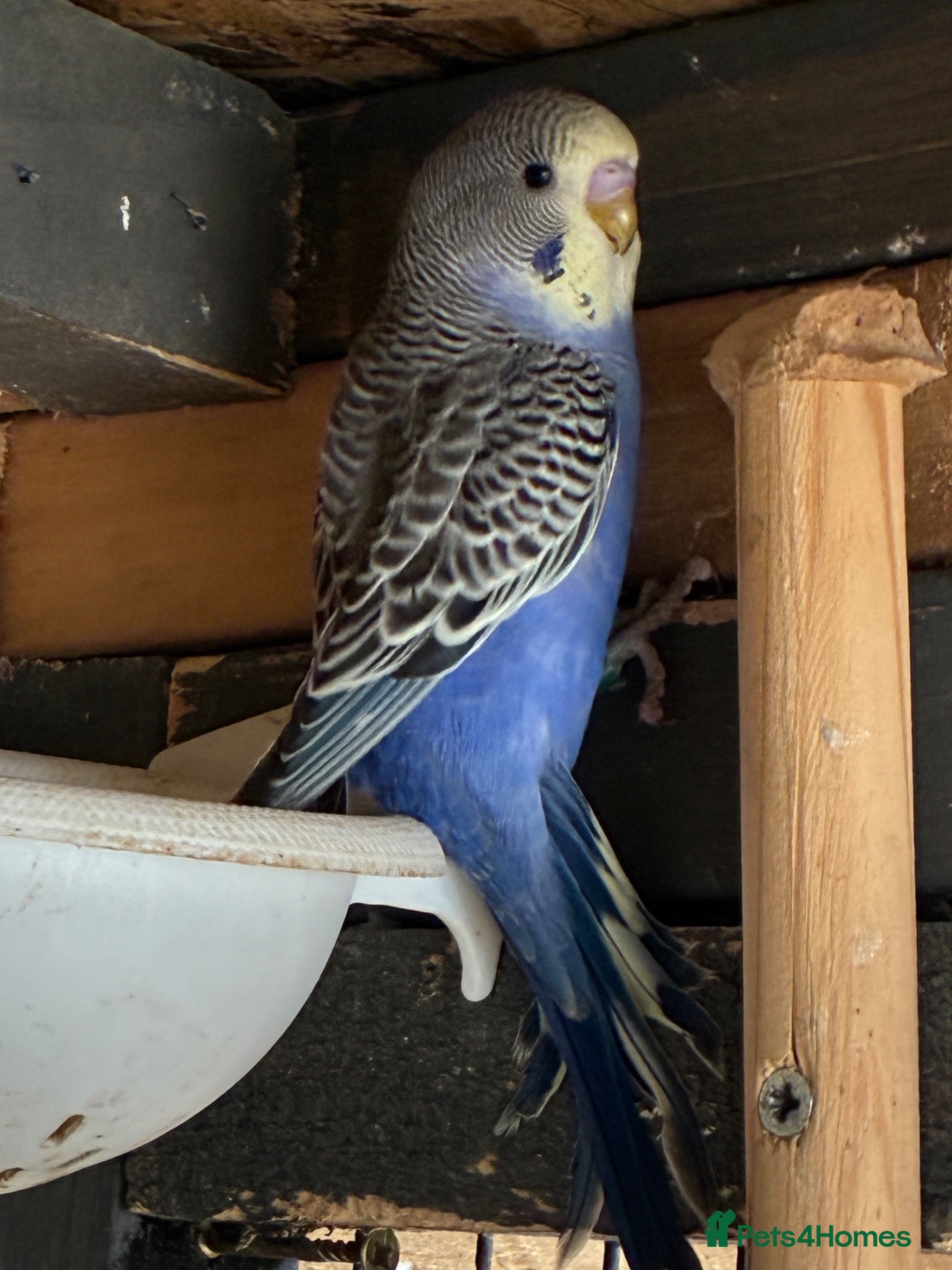 Budgerigars birds for sale: Aviary bred Budgies’s for sale - Advert 1