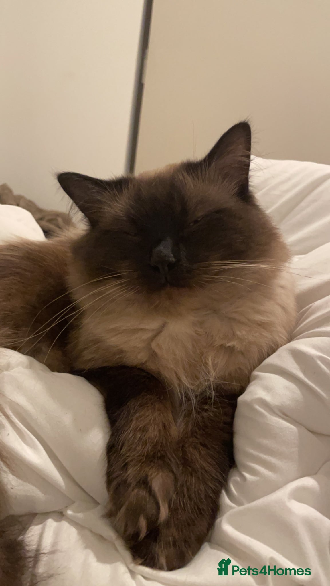 Ragdoll cats Beautiful Chocolate Seal Point Boy💙 - Advert 2