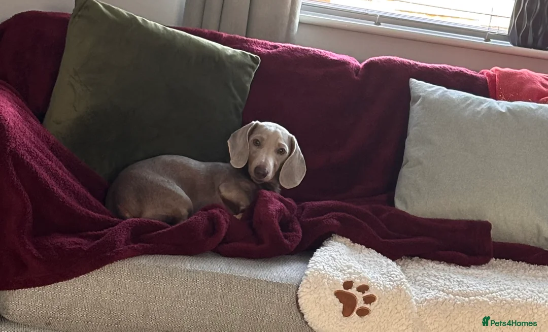 Miniature Dachshund dogs for sale: 1-Year-Old Dachshund Puppy 🐾 - Advert 1