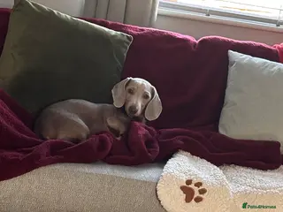 Miniature Dachshund dogs 1-Year-Old Dachshund Puppy 🐾 - Advert 6