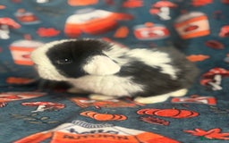 Mini Lop rabbits for sale: Outstanding mini lop litter - Advert 11