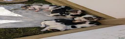 Beagle dogs for sale: READY NOW! Gorgeous beagle pups - Advert 2