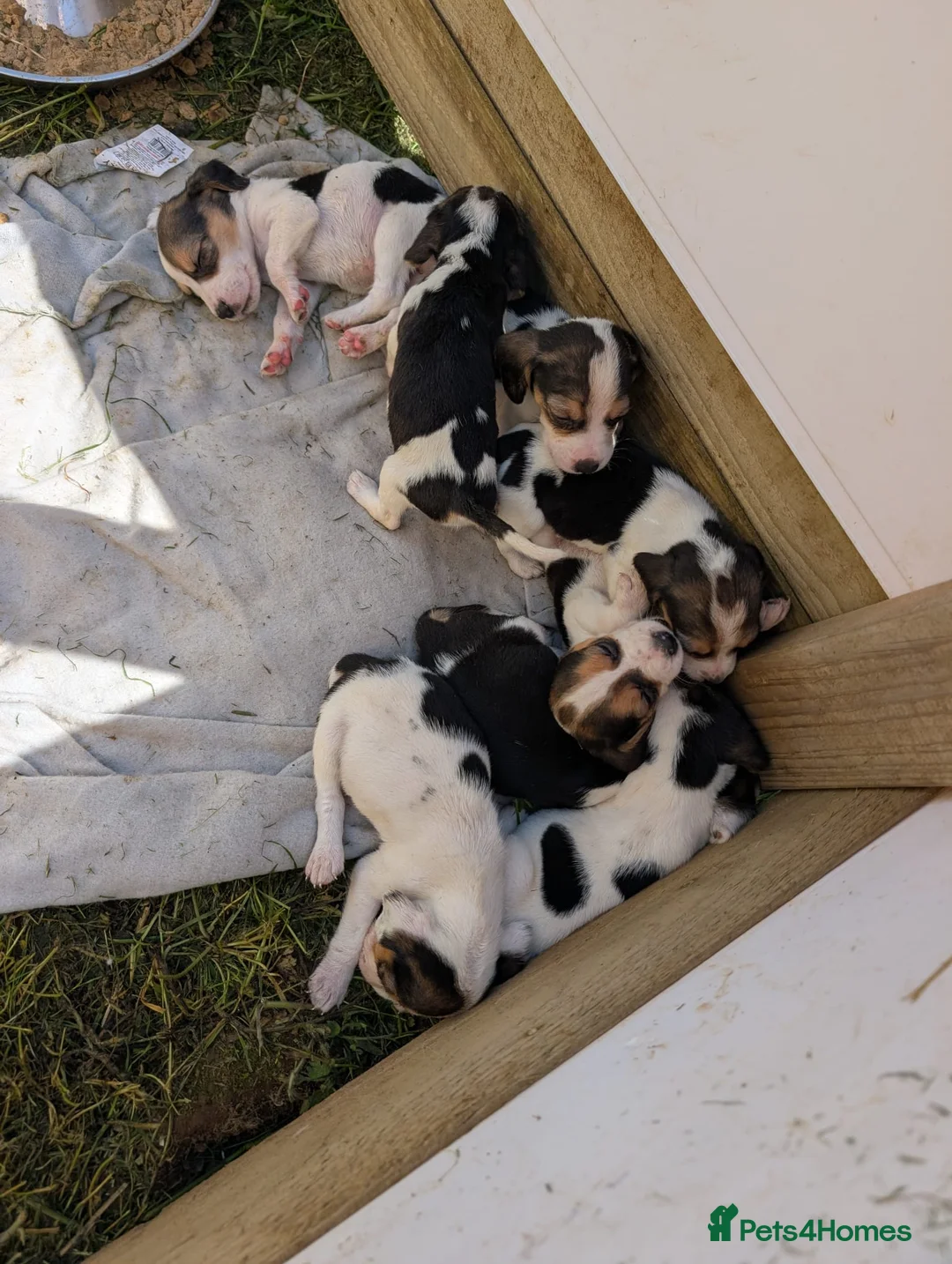 Beagle dogs for sale: READY NOW! Gorgeous beagle pups - Advert 2