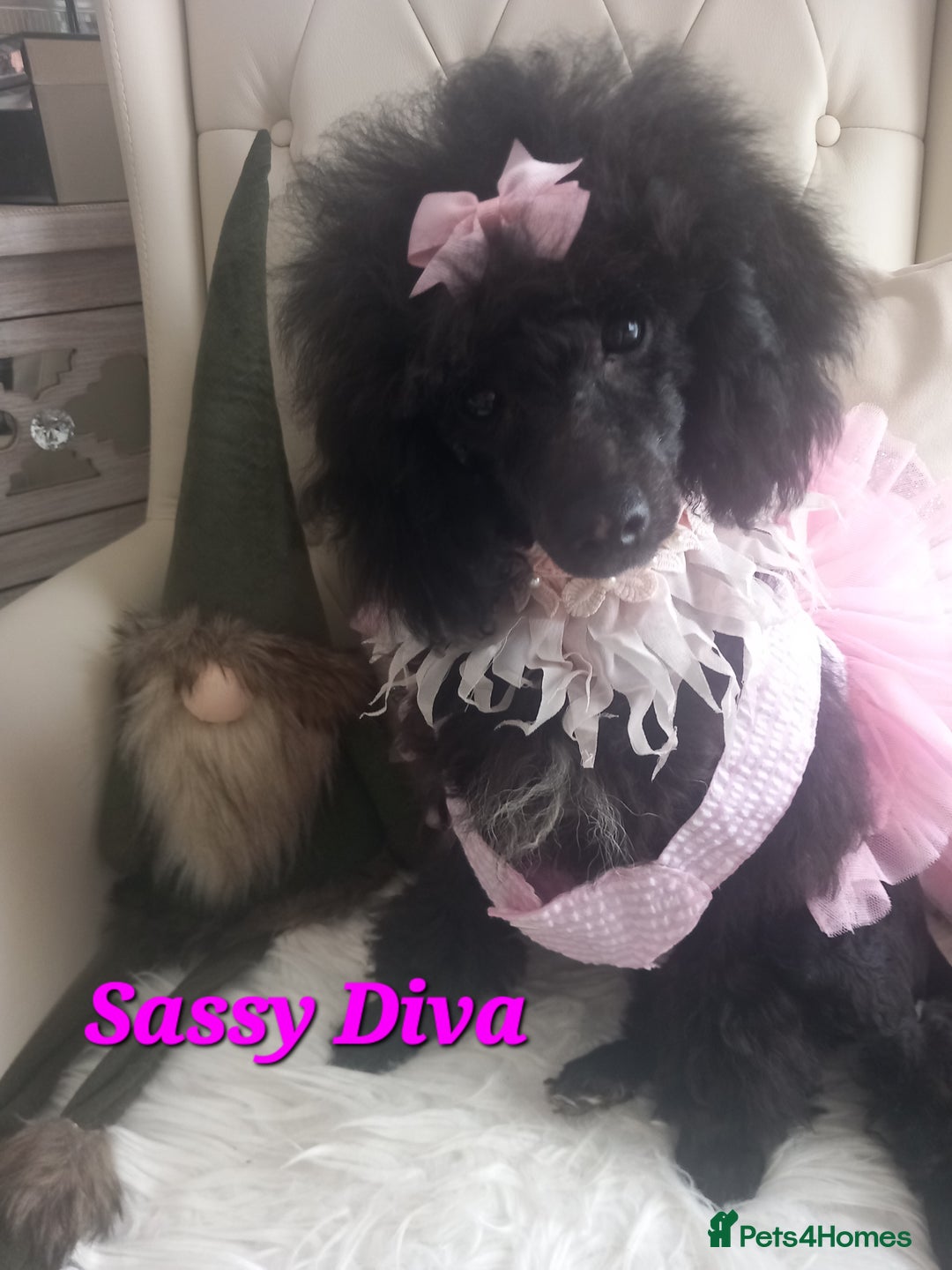 Toy Poodle dogs for sale: *REDUCED*1 WHITE BOY, 1 BLACK GIRL TOY POODLES in Colwyn Bay - Image 13