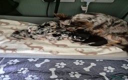 Chihuahua dogs for sale: Chihuahua Females - Merle - Image 12