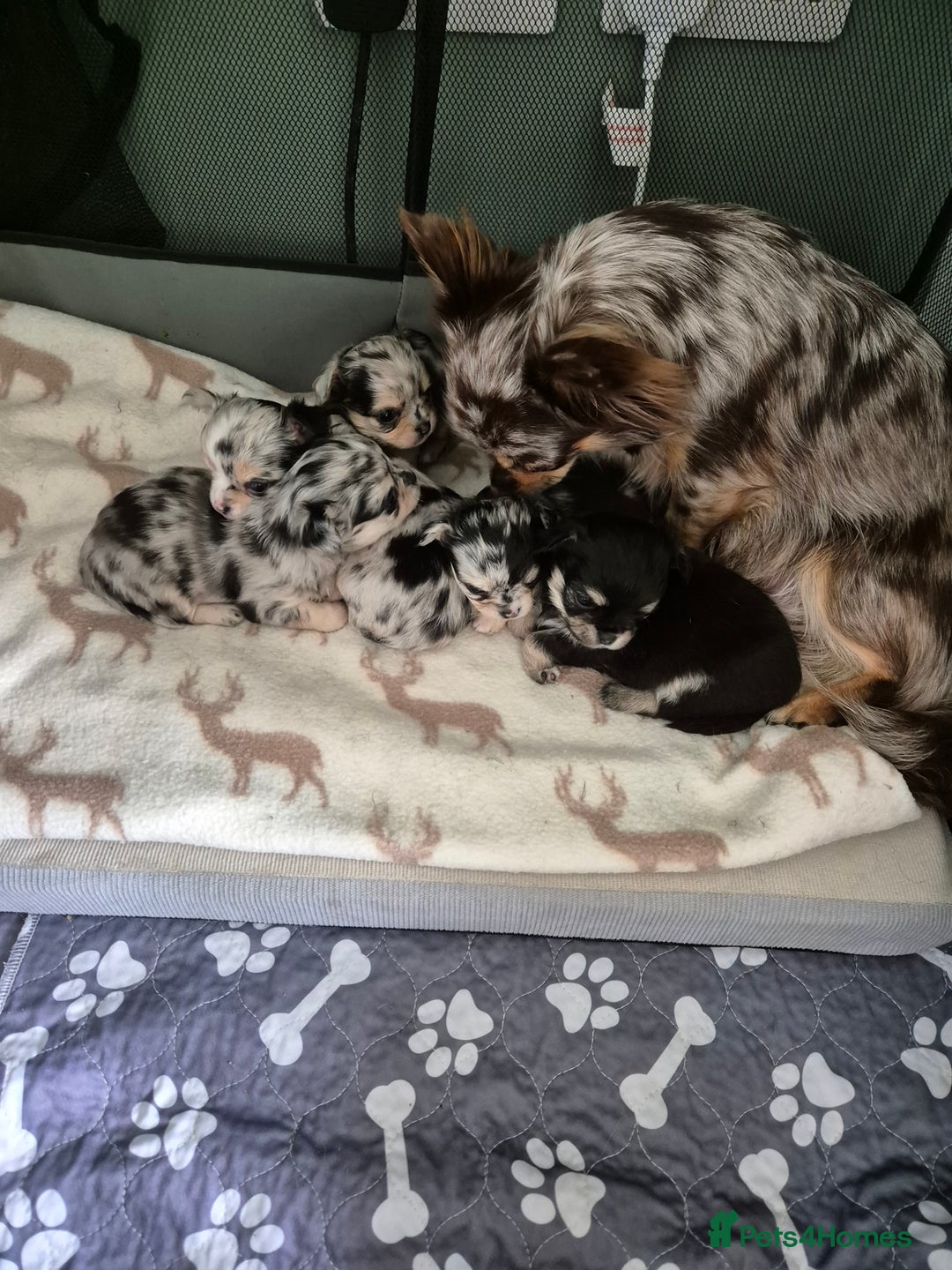 Chihuahua dogs for sale: Chihuahua Females - Merle - Image 12