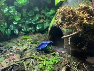 Frog reptiles Dendrobates Azureus froglets 3+ OOW ! - Advert 9