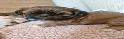 Shih Tzu dogs for sale: Shih-tzu puppy's for sale  - Advert 19