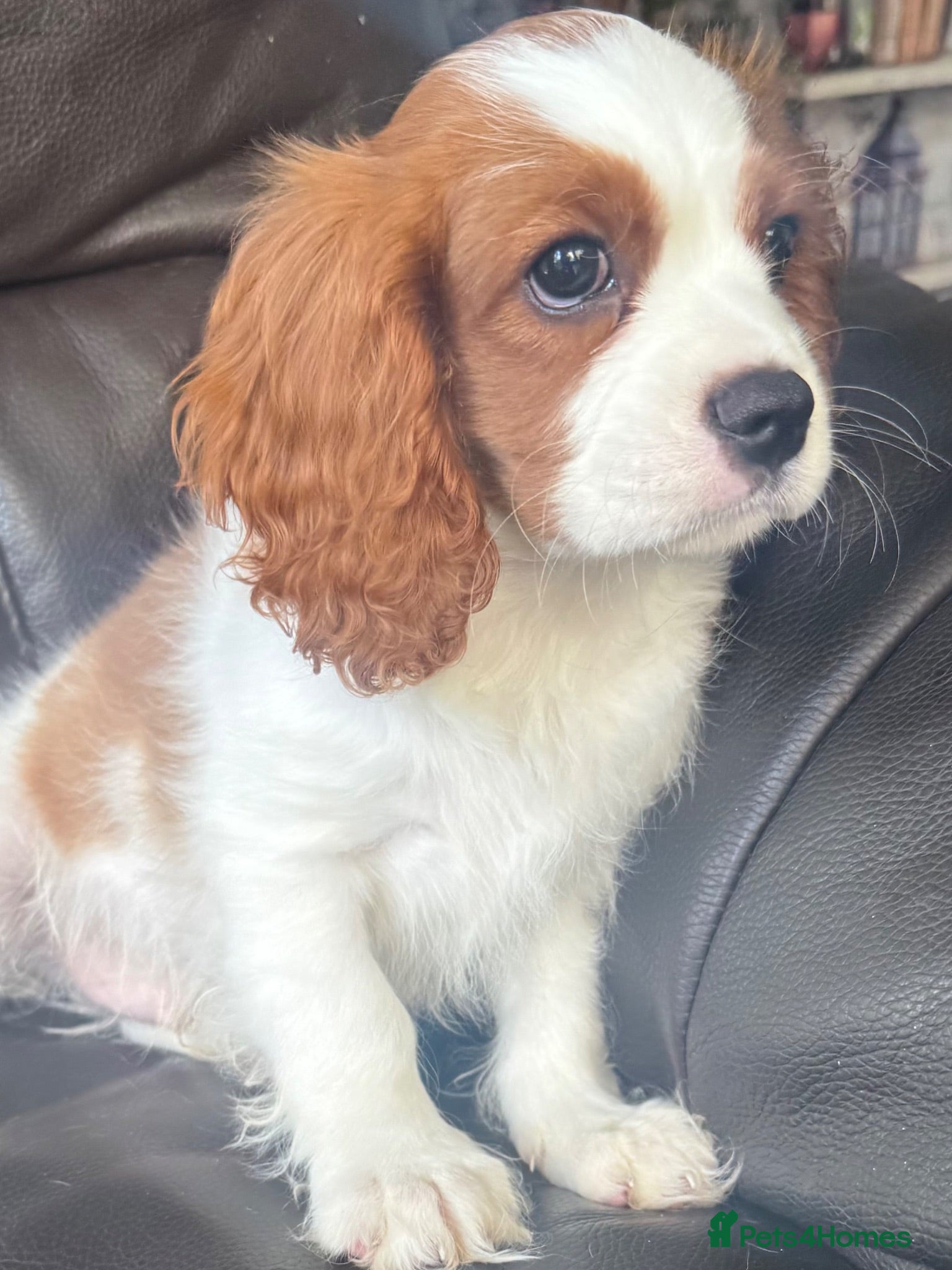 Cavalier King Charles Spaniel dogs Very lonely boy still waiting for you  - Advert 1