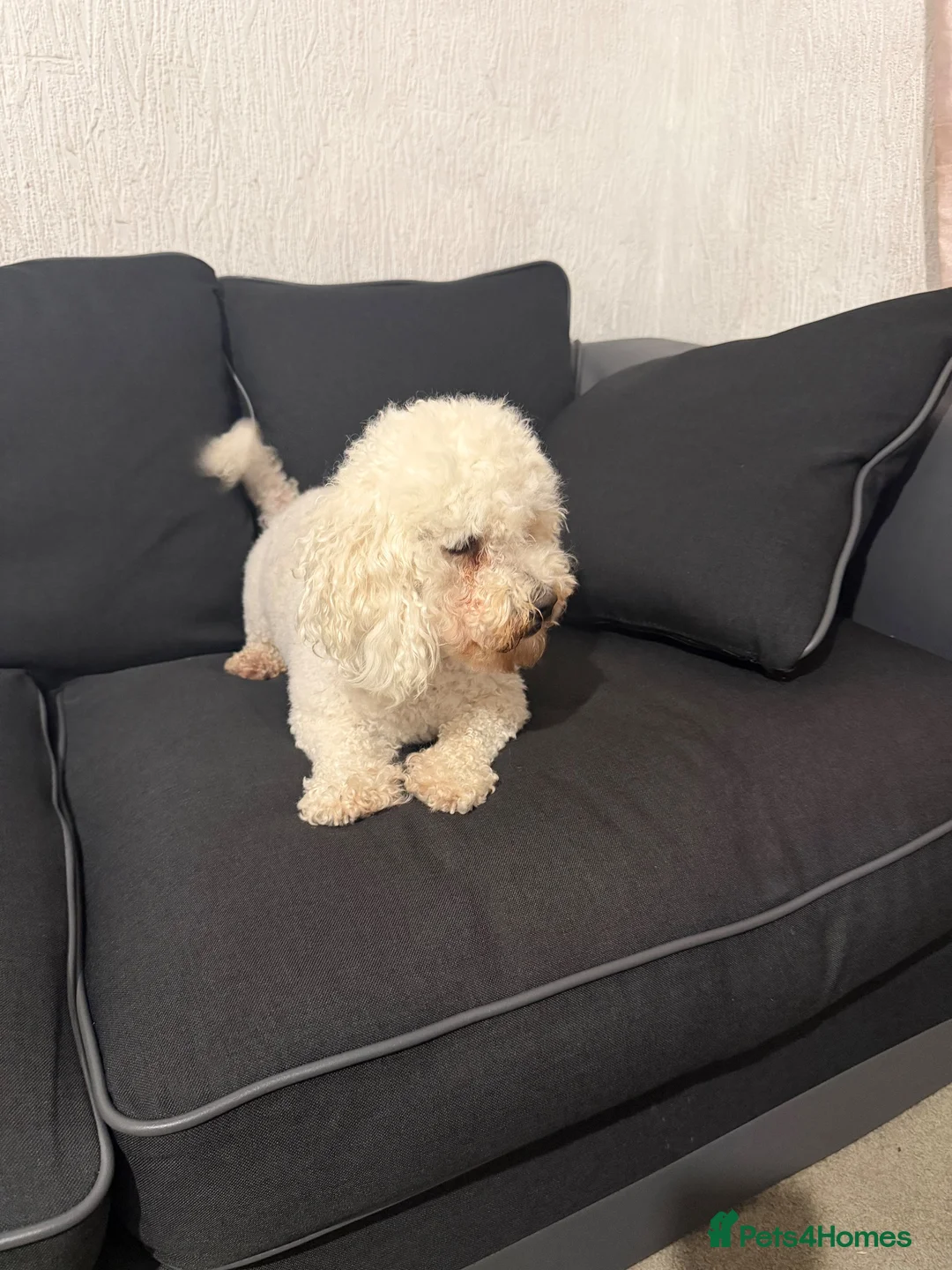 Bichon Frise dogs for sale: Bella bichon frise looking for her  - Advert 7