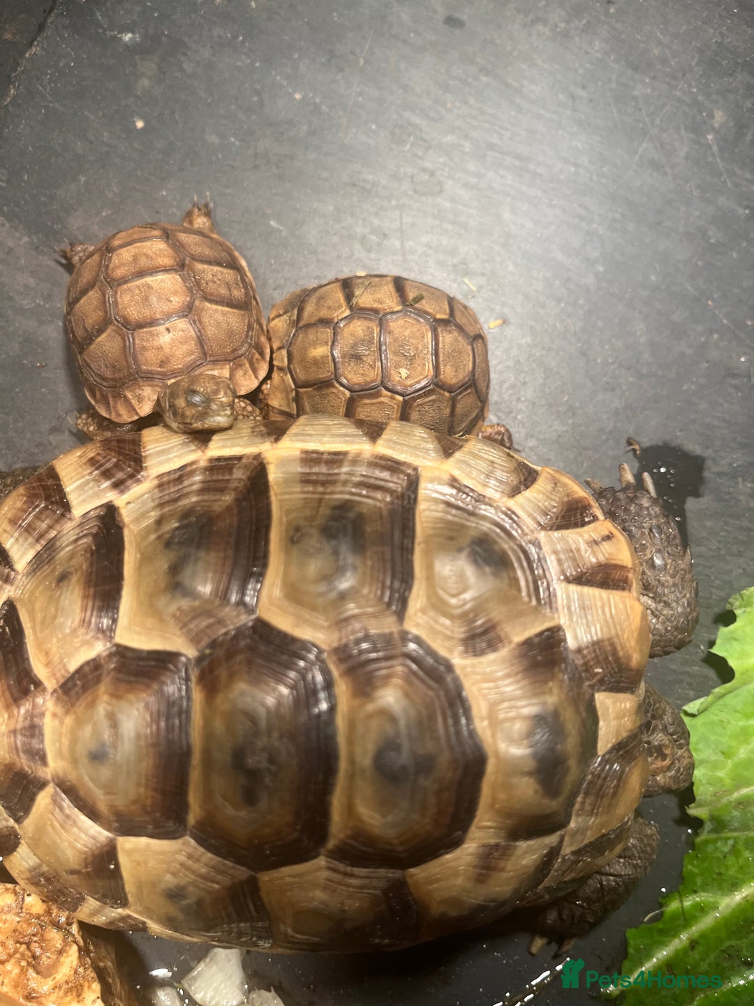 Tortoise reptiles for sale: 2 left Greek tortoises  in London - Advert 2