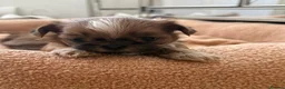 Shih Tzu dogs for sale: Tiny imperial shih tzu - Advert 9
