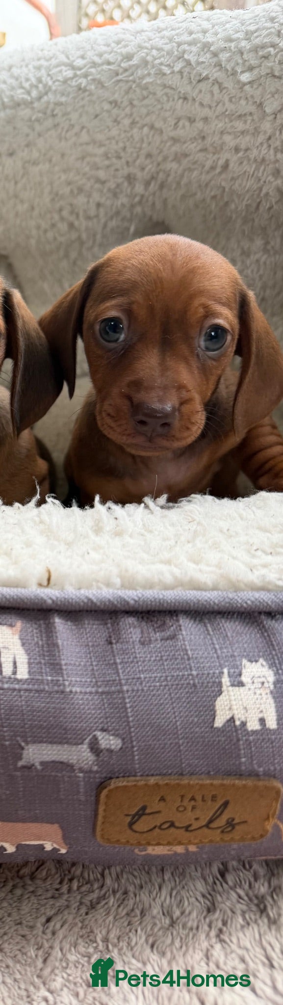 Dachshund dogs Dachshund puppies 🐾 - Advert 6