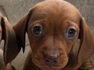 Dachshund dogs Dachshund puppies 🐾 - Advert 6