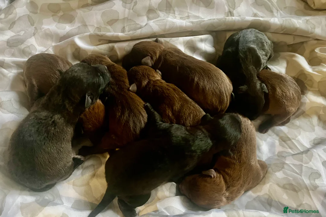 Patterdale Terrier dogs for sale: Beautiful chocolate docked Patterdale pups - Advert 8