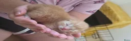 Mixed Breed cats for sale: 5 beautiful kittens for sale - Advert 7