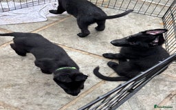 German Shepherd dogs for sale: Beautiful Black German Shepherd Puppies - Image 5