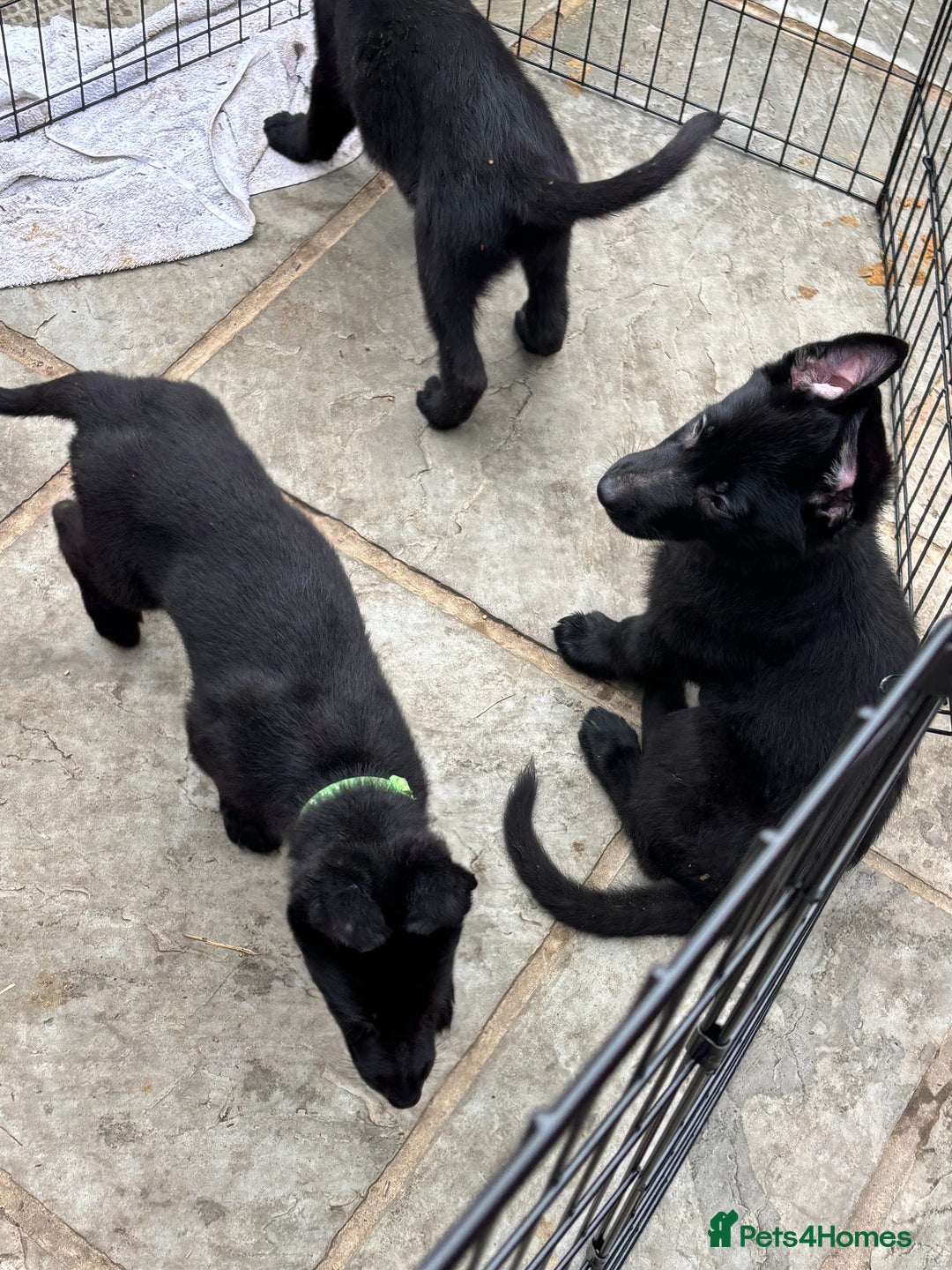 German Shepherd dogs for sale: Beautiful Black German Shepherd Puppies - Image 5