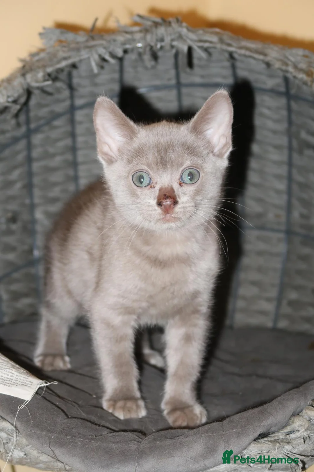 Bengal cats for sale: Stunning GCCF Registered Silver Blue Bengal Kitten - Advert 9