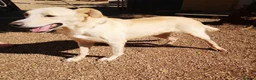 Mixed Breed dogs for adoption: 🐾💔 Yogui Needs a Home 💔🐾 - Advert 9
