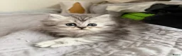 Persian cats for sale: Adorable fluffy Persian kittens for Sale - Advert 20