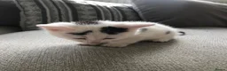 Mixed Breed cats for sale: 4 beautiful kittens  - Advert 5