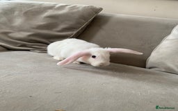 Mini Lop rabbits for sale: Baby bunnies girls and boys  - Image 1