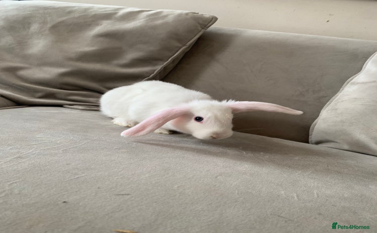 Mini Lop rabbits - Advert 2